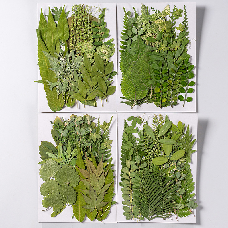 1Set 35 Buah Herbarium Daun Ca - Home Bathroom Exhaust Fan ulasan dan harga